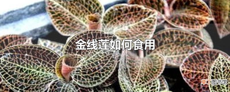 金线莲怎么食用