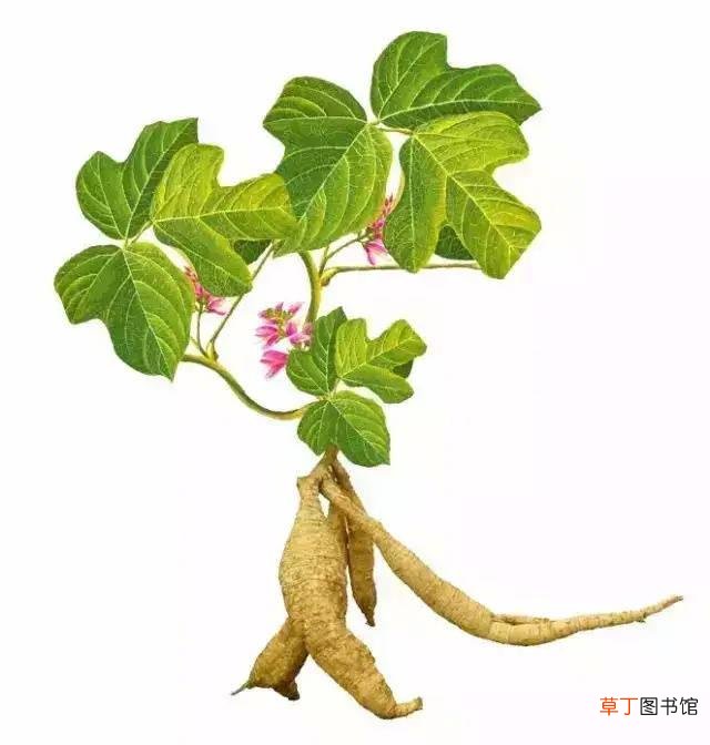葛根降血糖饭后吃还是饭前吃-葛根降血糖饭后吃还是饭前吃好点