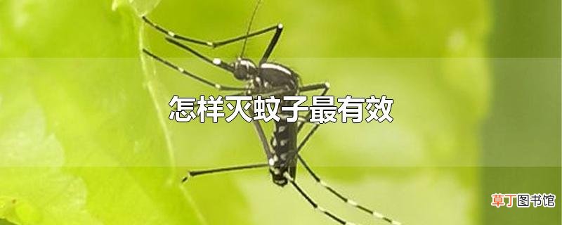 怎样灭蚊子最有效