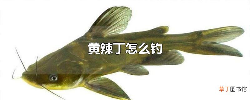 黄辣丁怎么钓