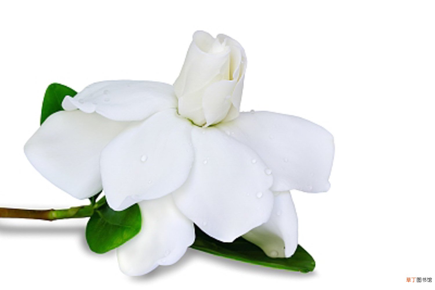 小叶栀子花价格