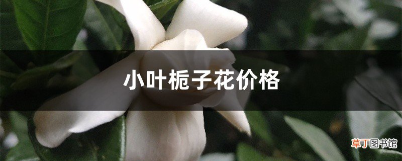 小叶栀子花价格