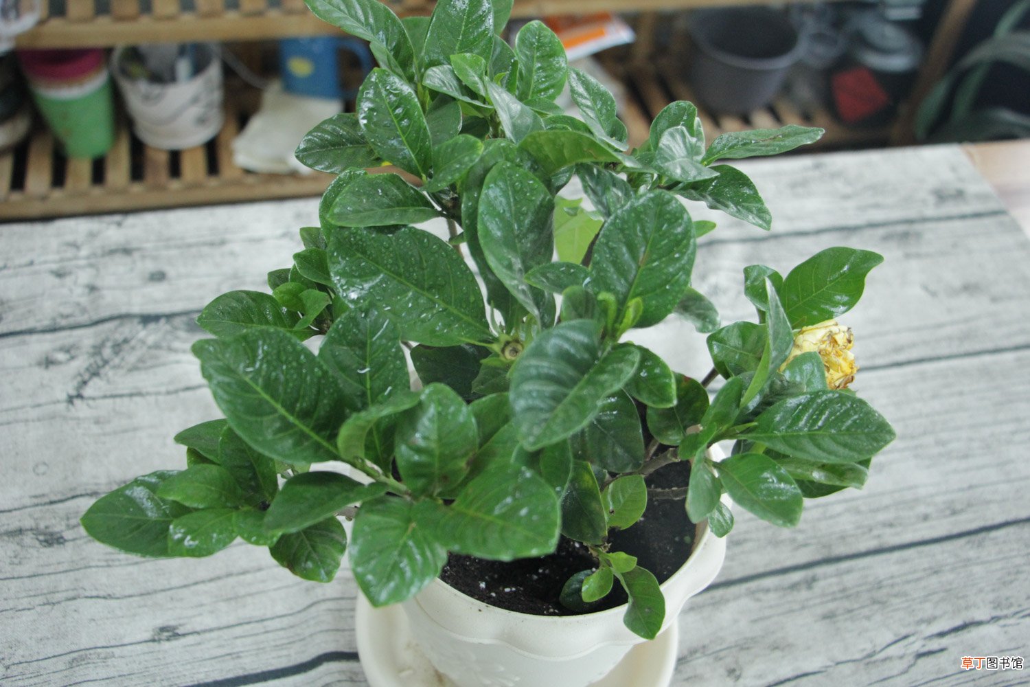小叶栀子花价格