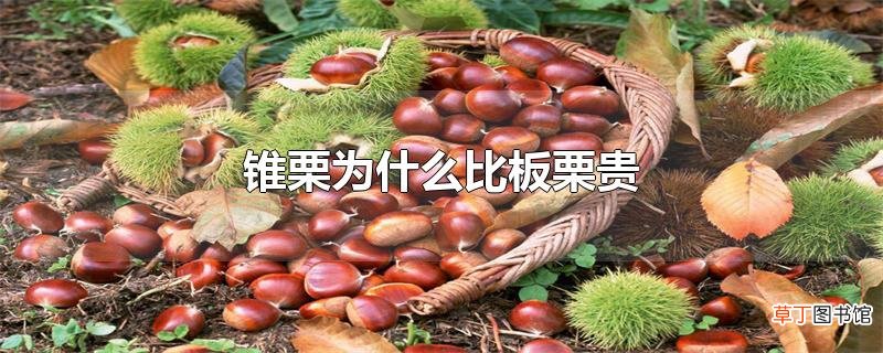 锥栗为什么比板栗贵