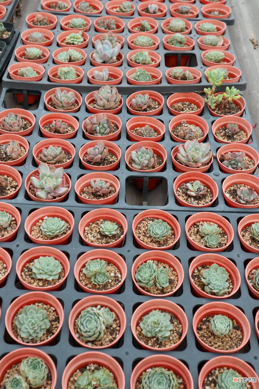 这8种多肉，一长大就毁容，气得我想连盆扔！