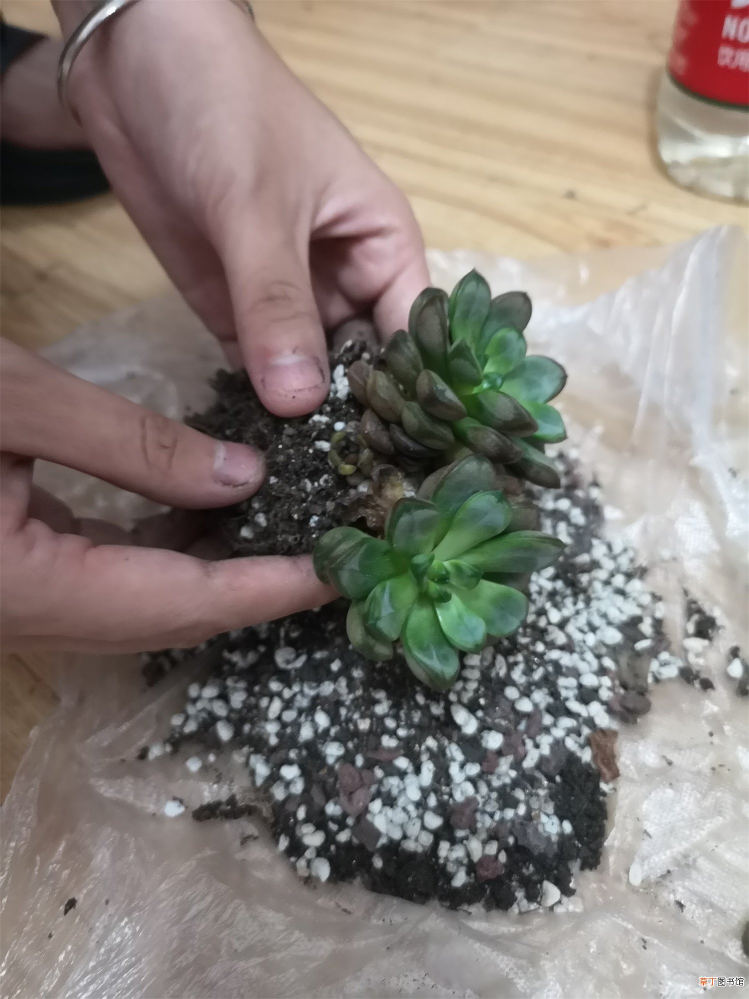 这8种多肉，一长大就毁容，气得我想连盆扔！