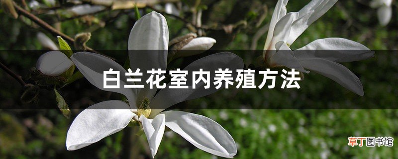 白兰花室内养殖方法