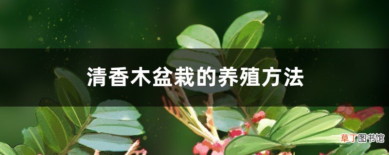 清香木盆栽的养殖方法