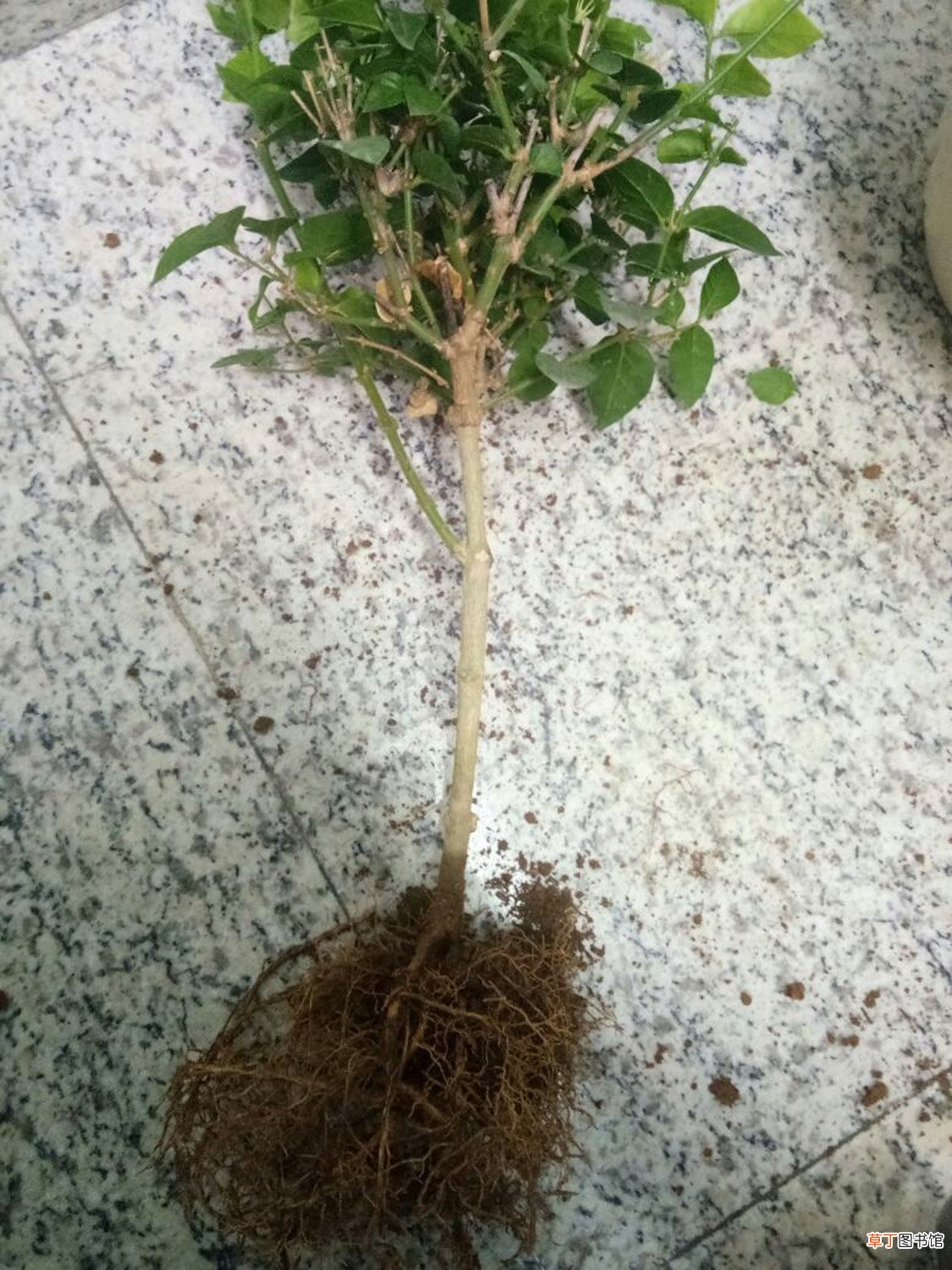 茉莉花的养护技巧与繁殖方法
