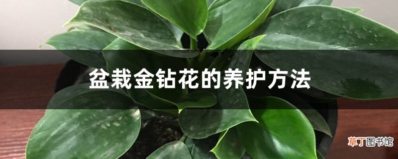 盆栽金钻花的养护方法