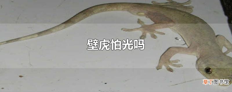 壁虎怕光吗