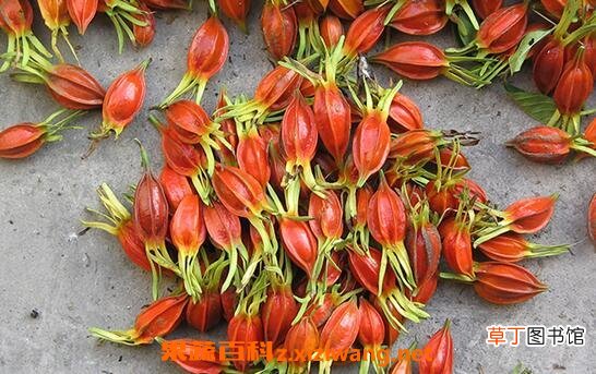 栀子果泡水喝的功效与作用