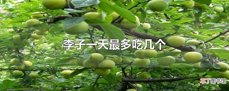 李子一天最多吃几个