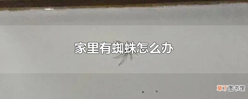 家里有蜘蛛怎么办