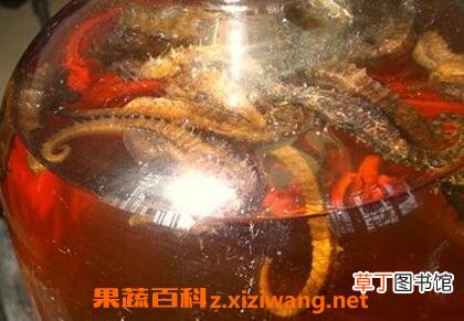 海马泡酒有什么功效 海马泡酒的药用价值