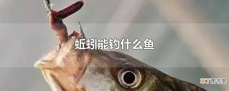 蚯蚓能钓什么鱼