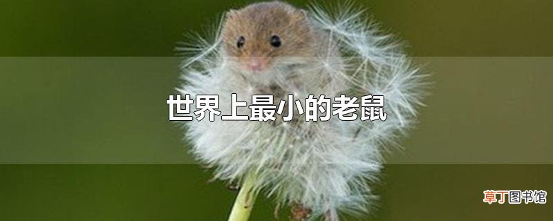 世界上最小的老鼠