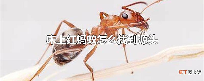 床上红蚂蚁怎么找到源头