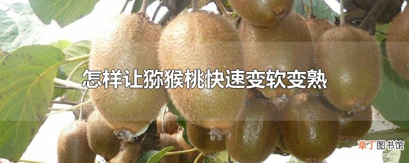 怎样让猕猴桃快速变软变熟