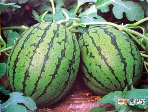 夏天多吃这种水果能够下火