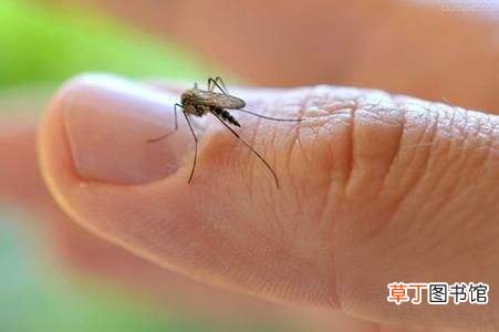 夏天小心蚊虫叮咬,这种难题留意预防