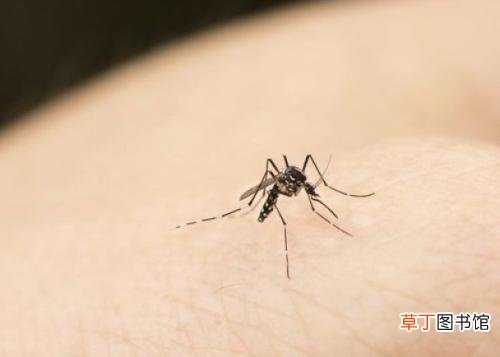 夏天小心蚊虫叮咬,这种难题留意预防