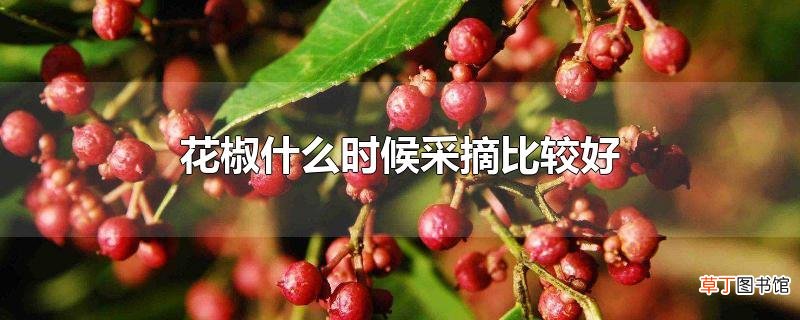 花椒什么时候采摘比较好