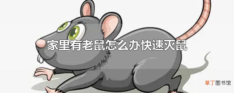 家里有老鼠怎么办快速灭鼠