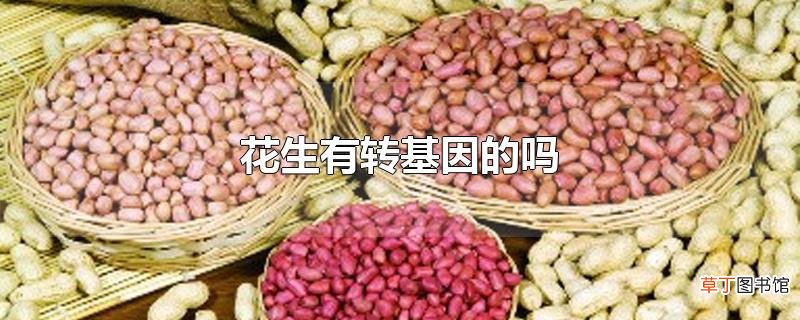 花生有转基因的吗