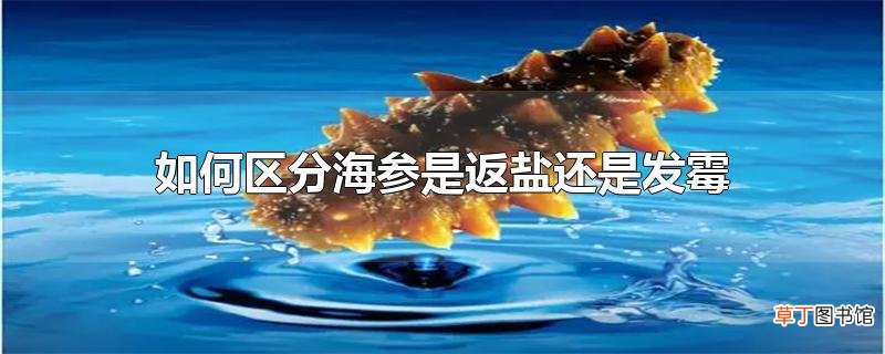 怎么区分海参是返盐还是发霉