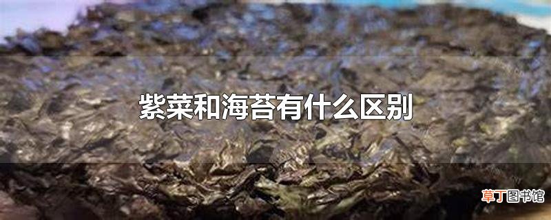 紫菜和海苔有什么区别