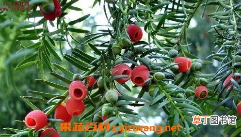 红豆杉如何养殖 分享红豆杉的养殖方法