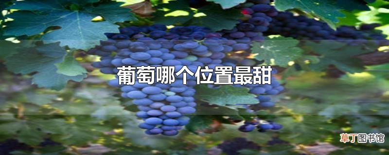 葡萄哪个位置最甜