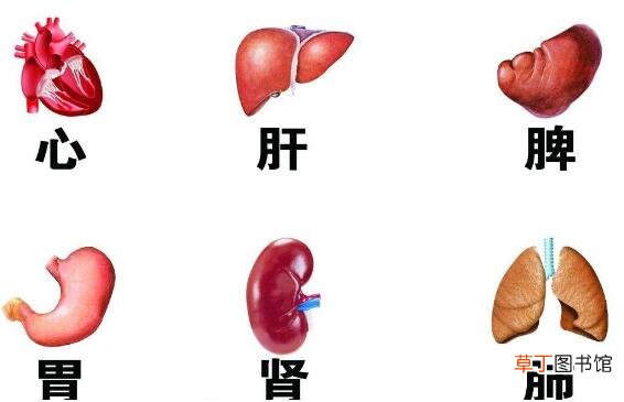 五脏六腑的功能