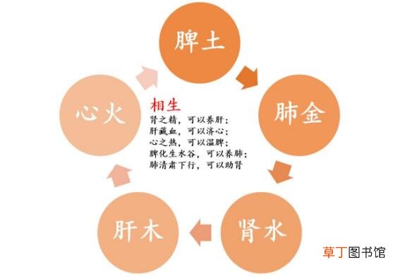 五脏六腑的功能