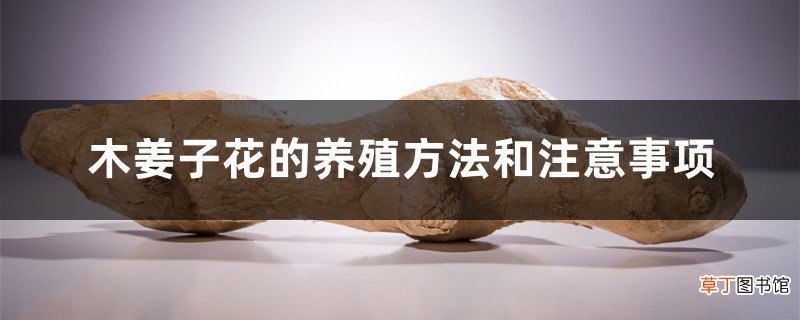 木姜子花的养殖方法和注意事项