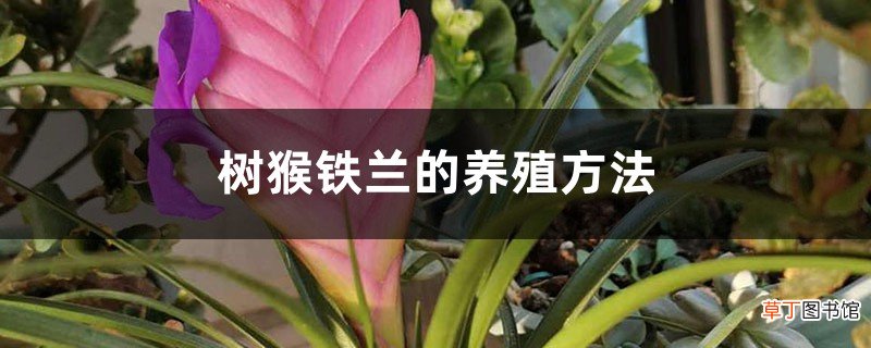 树猴铁兰的养殖方法