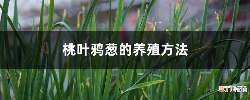 桃叶鸦葱的养殖方法