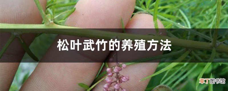 松叶武竹的养殖方法