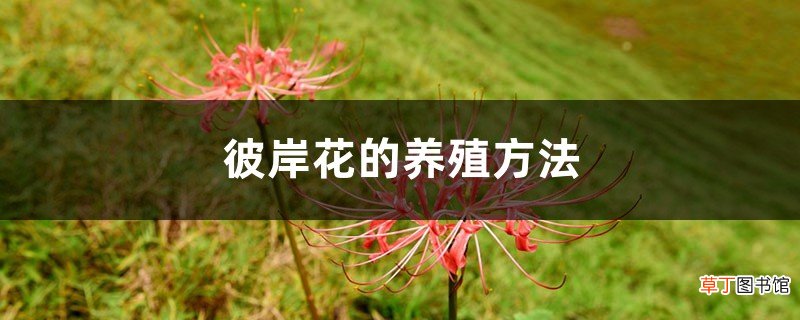 彼岸花的养殖方法