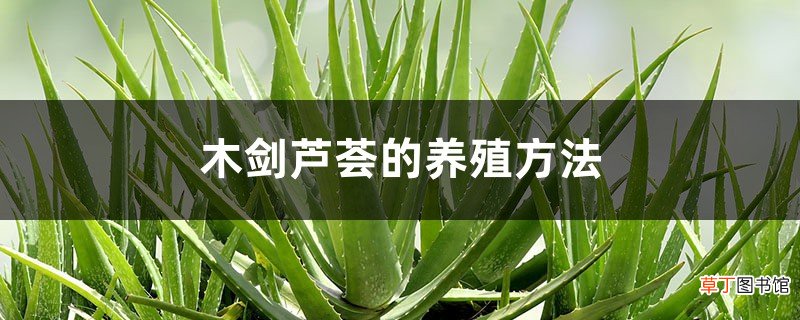 木剑芦荟的养殖方法