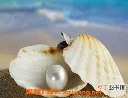 珍珠蚌壳的药用价值
