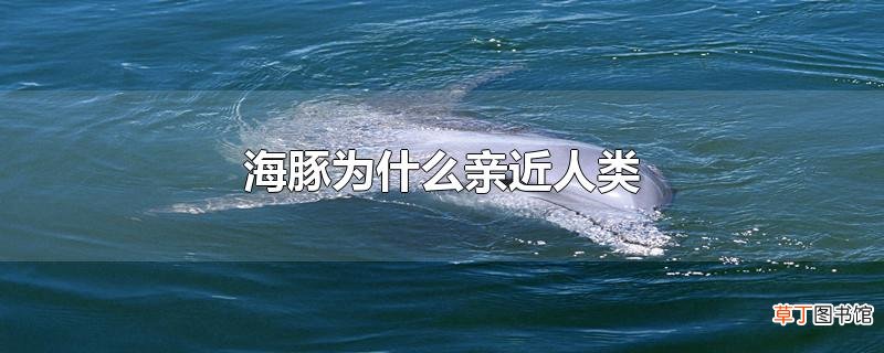 海豚为什么亲近人类