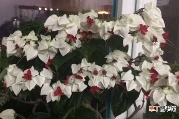 这花会吐小珠子,养1盆365天开花,一次开花100朵!