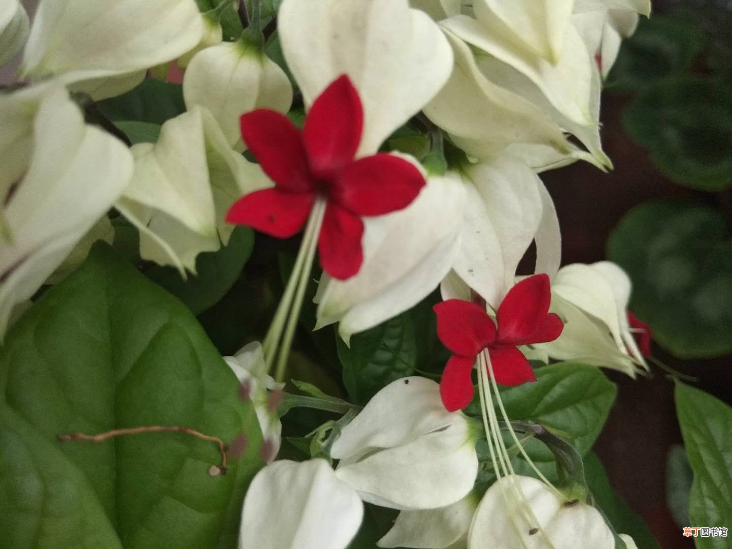 这花会吐小珠子,养1盆365天开花,一次开花100朵!