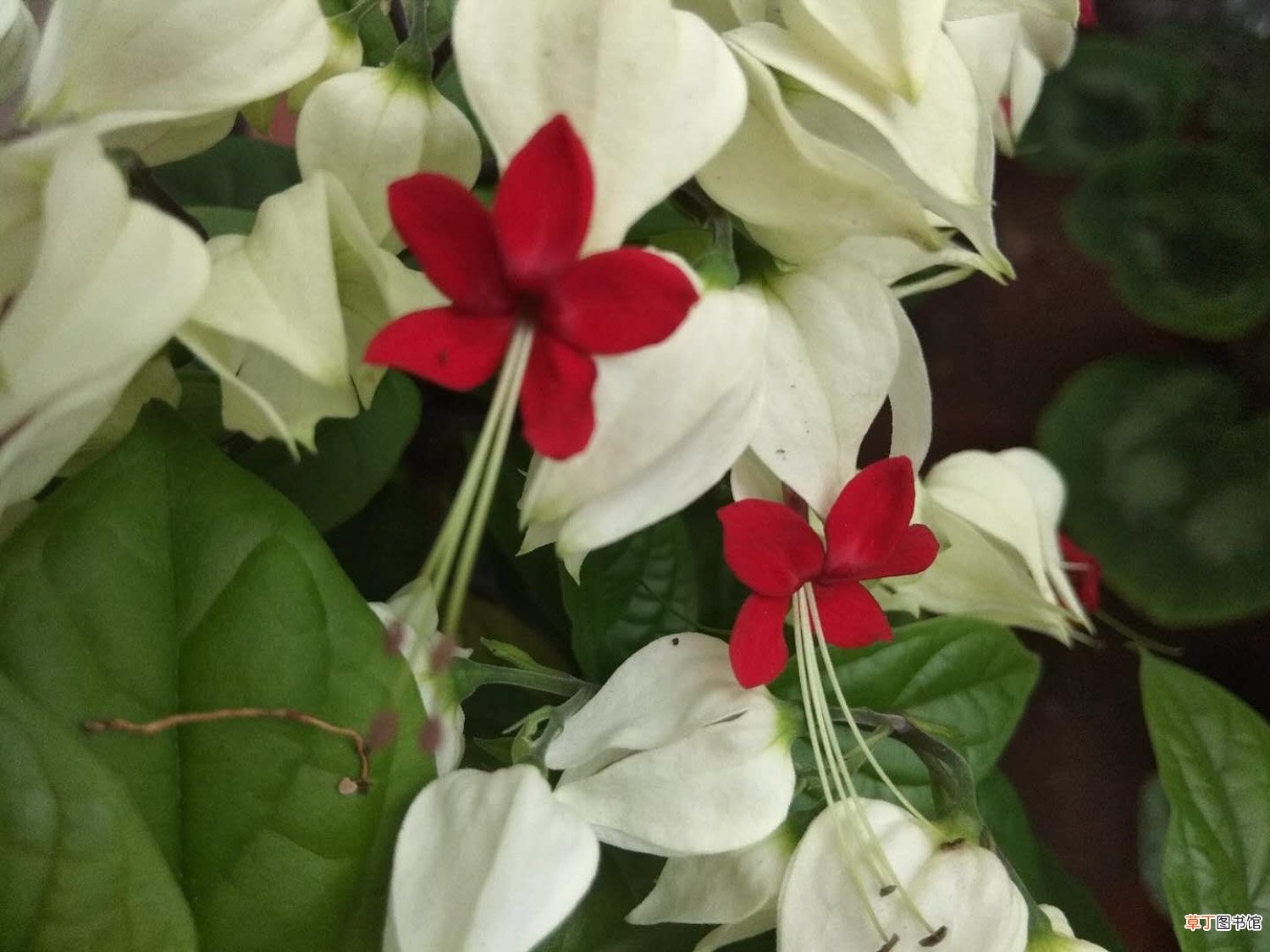 这花会吐小珠子,养1盆365天开花,一次开花100朵!