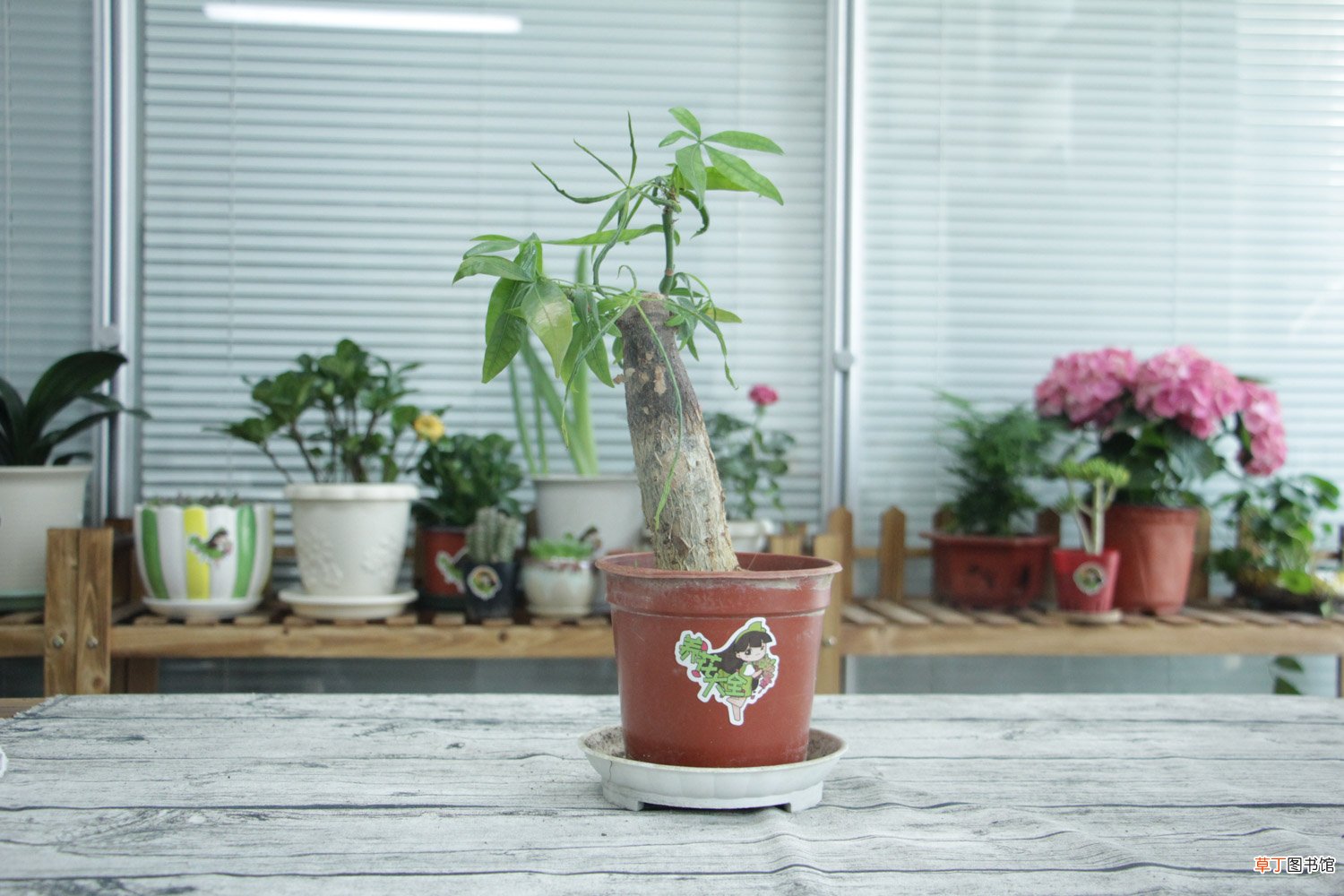 发财树怎么浇水