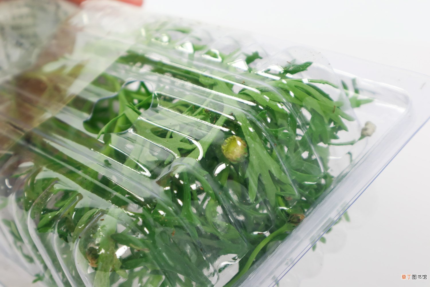 玛格丽特什么时候开花