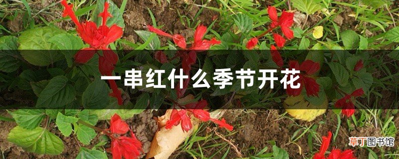 一串红什么季节开花