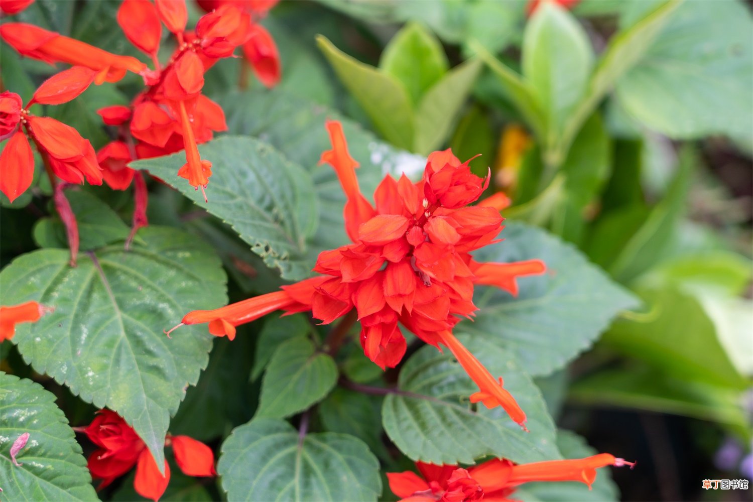 一串红什么季节开花